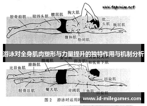 游泳对全身肌肉塑形与力量提升的独特作用与机制分析